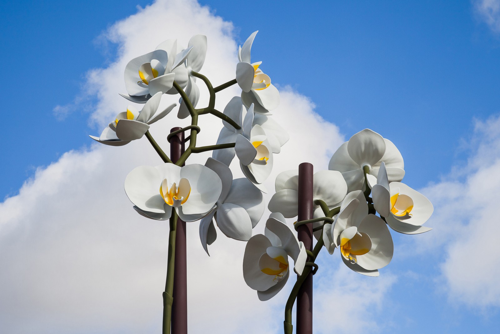 IG Orchids Final Photos 06 sm.jpg
