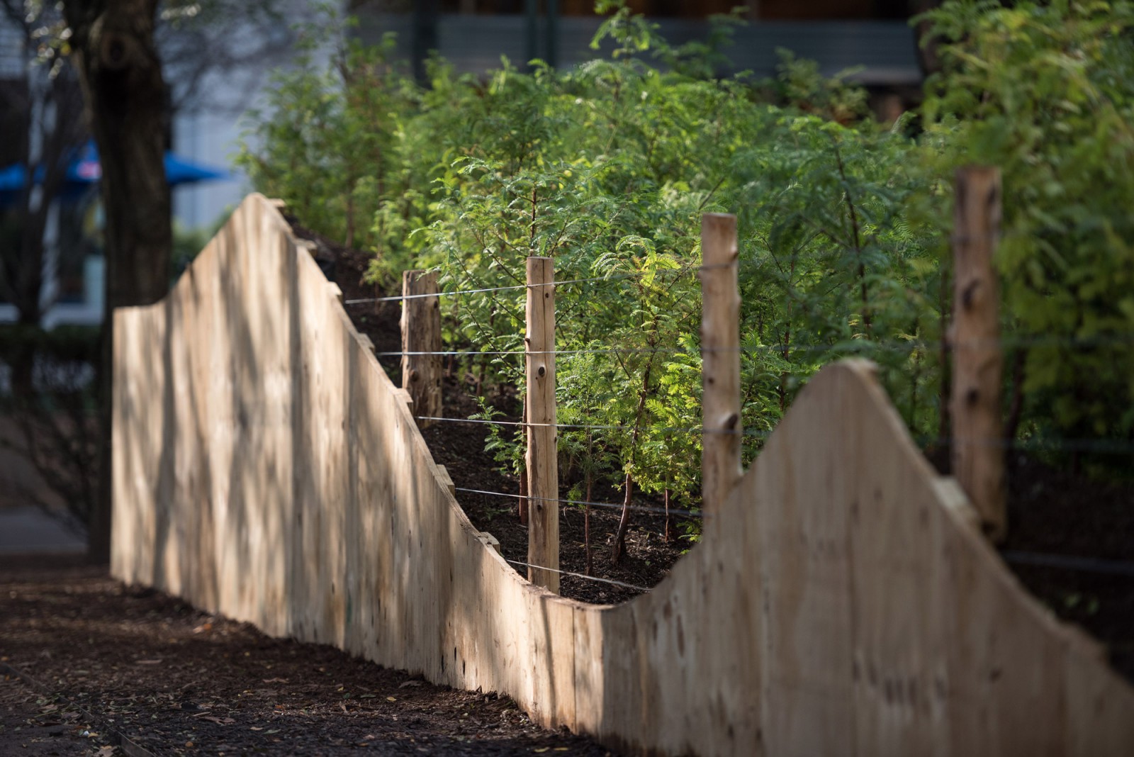 PAF Finch 2016 10 06 DSC 6860 Photo Timothy Schenck.jpg