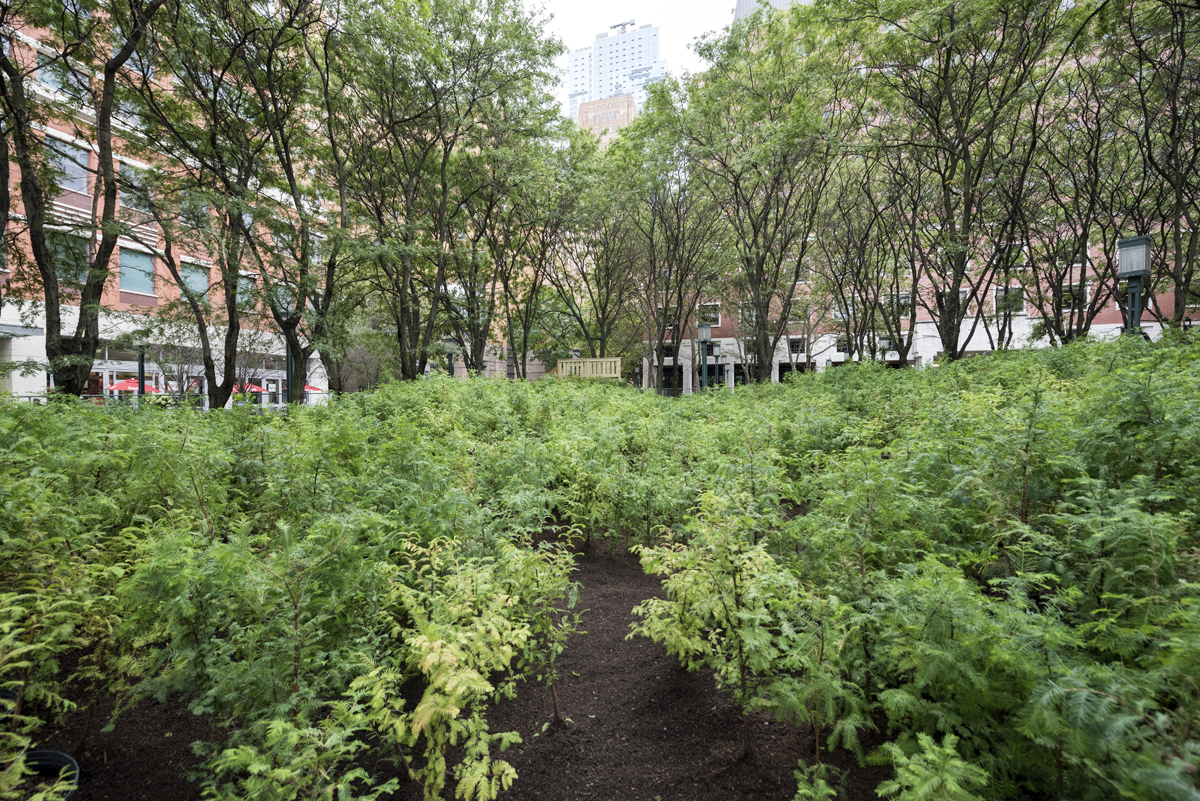 *Schenck PAF Finch 2016 09 29 DSC 6587.jpg