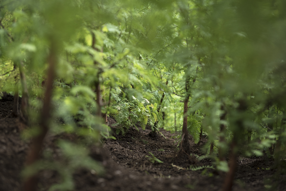 *Schenck PAF Finch 2016 09 29 DSC 6658.jpg