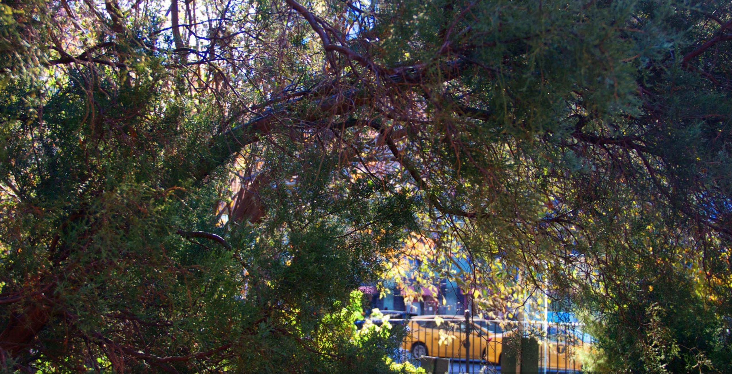 Time Landscape by Alan Sonfist (1965-Present) restores a pre-colonial forest in the heart of New York City