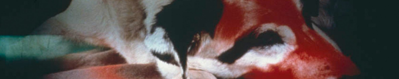 WegmanW 1871 Panorama