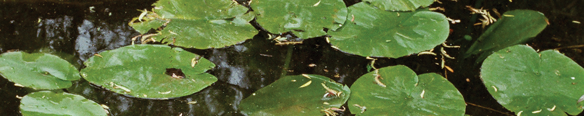 GPPanel1 Web Panorama