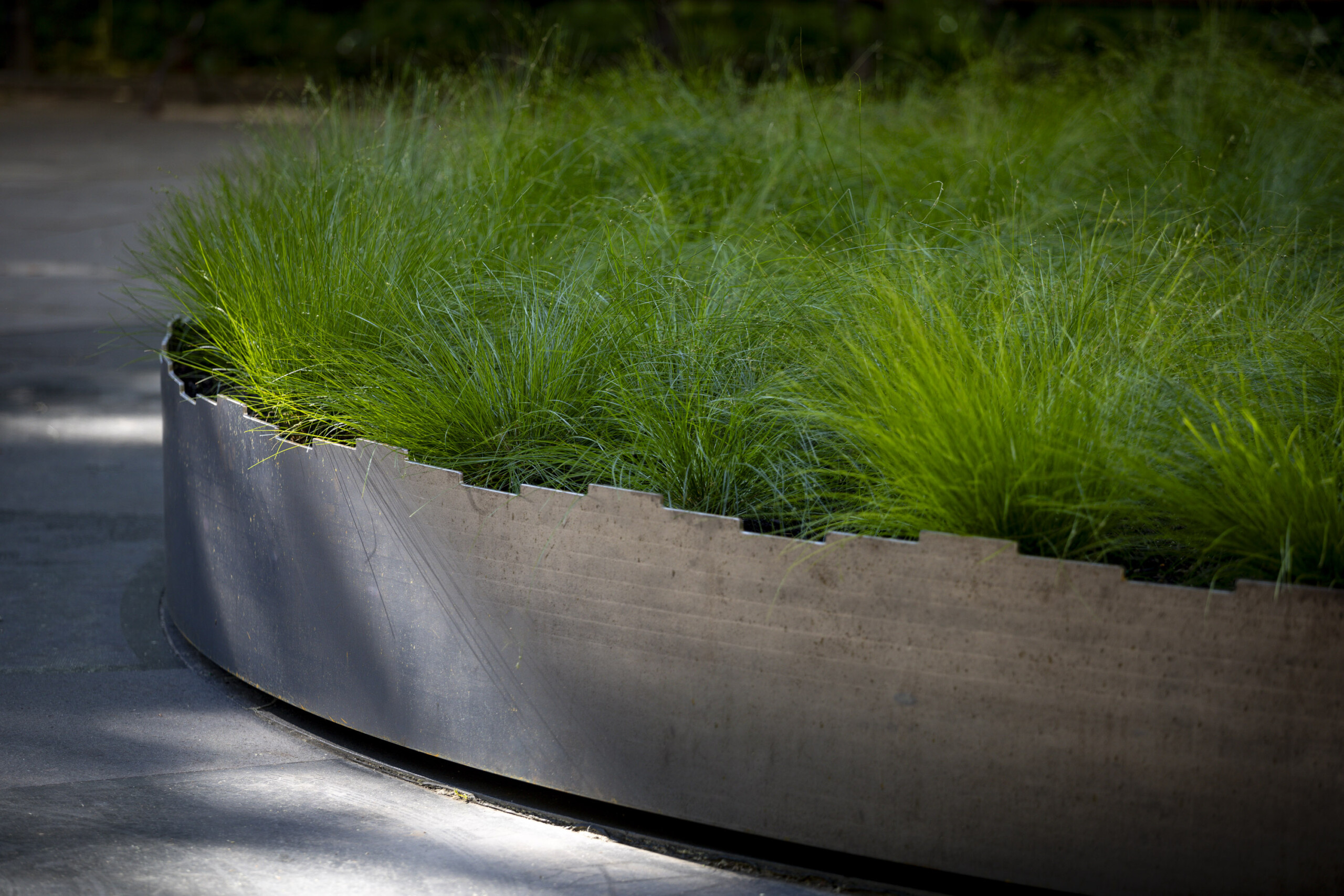 A 10-foot-long black steel sculpture of a bison skeleton sits within a shallow circular bed of green grass in a public park in New York City.